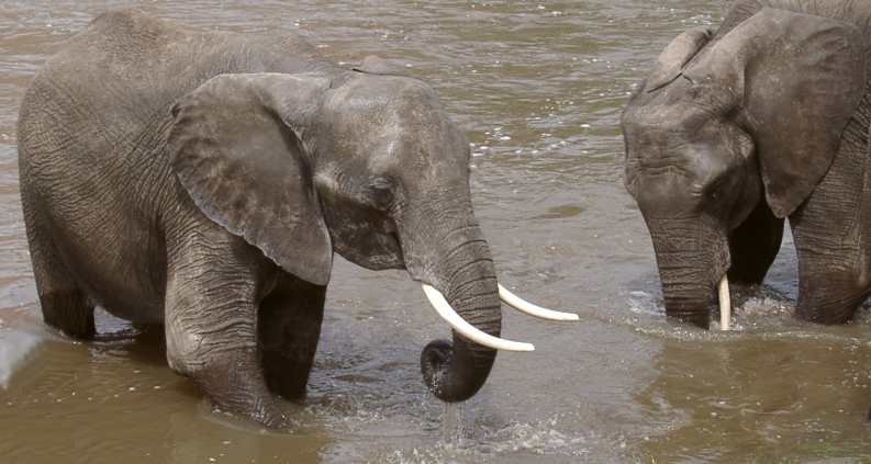 Elephants Splash