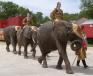 Elephants parade.jpg