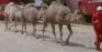 camel parade.jpg